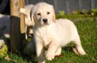 Labrador Retriever Welpen mit Papieren
